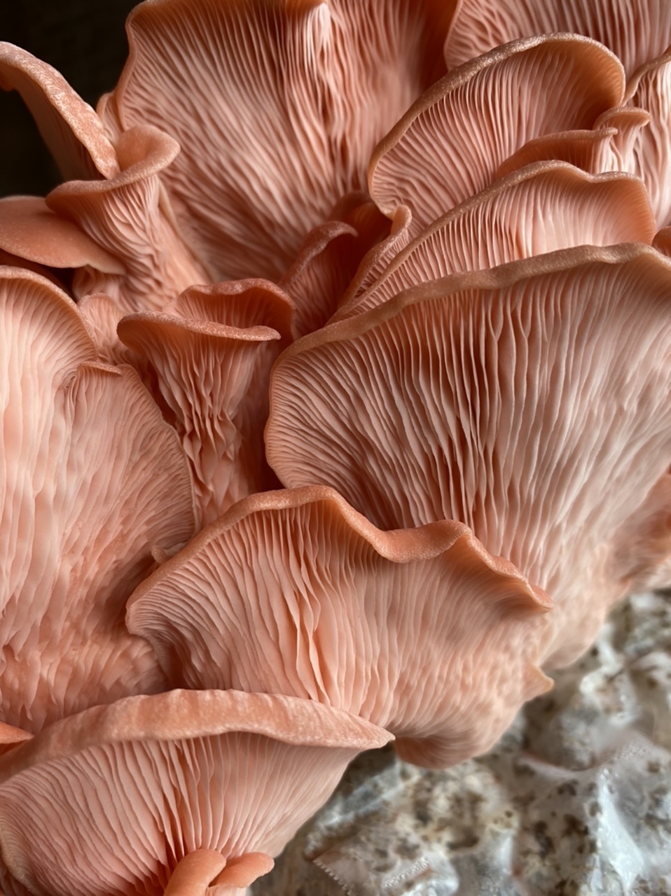 Growing mushrooms closeup